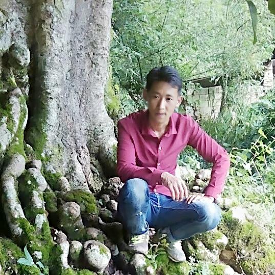 隆阳区 中药材毛慈菇 种植基地