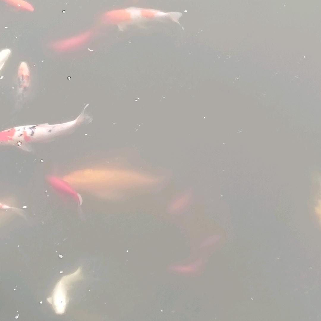 半甜