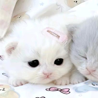 萌主小绵（水印版）