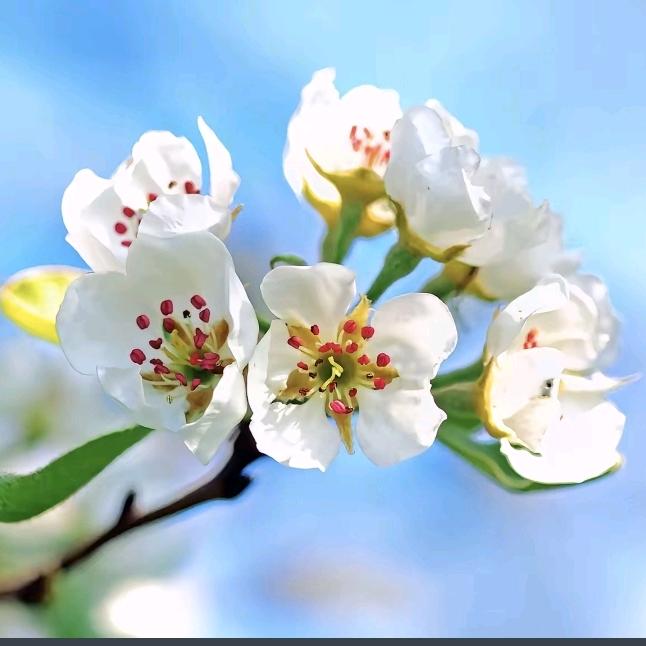 北果种植小能手