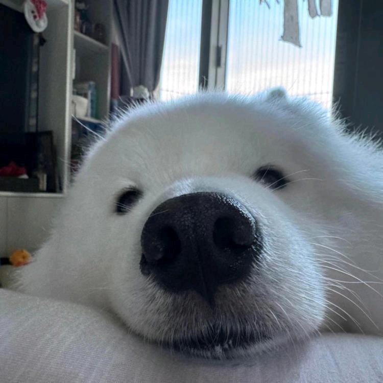 一支雪糕