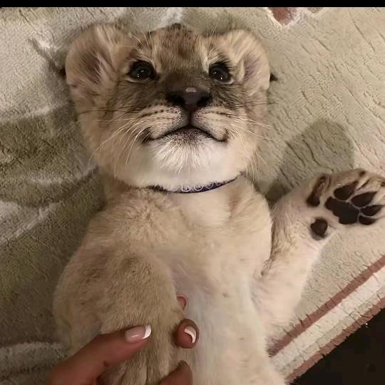 ·斩权