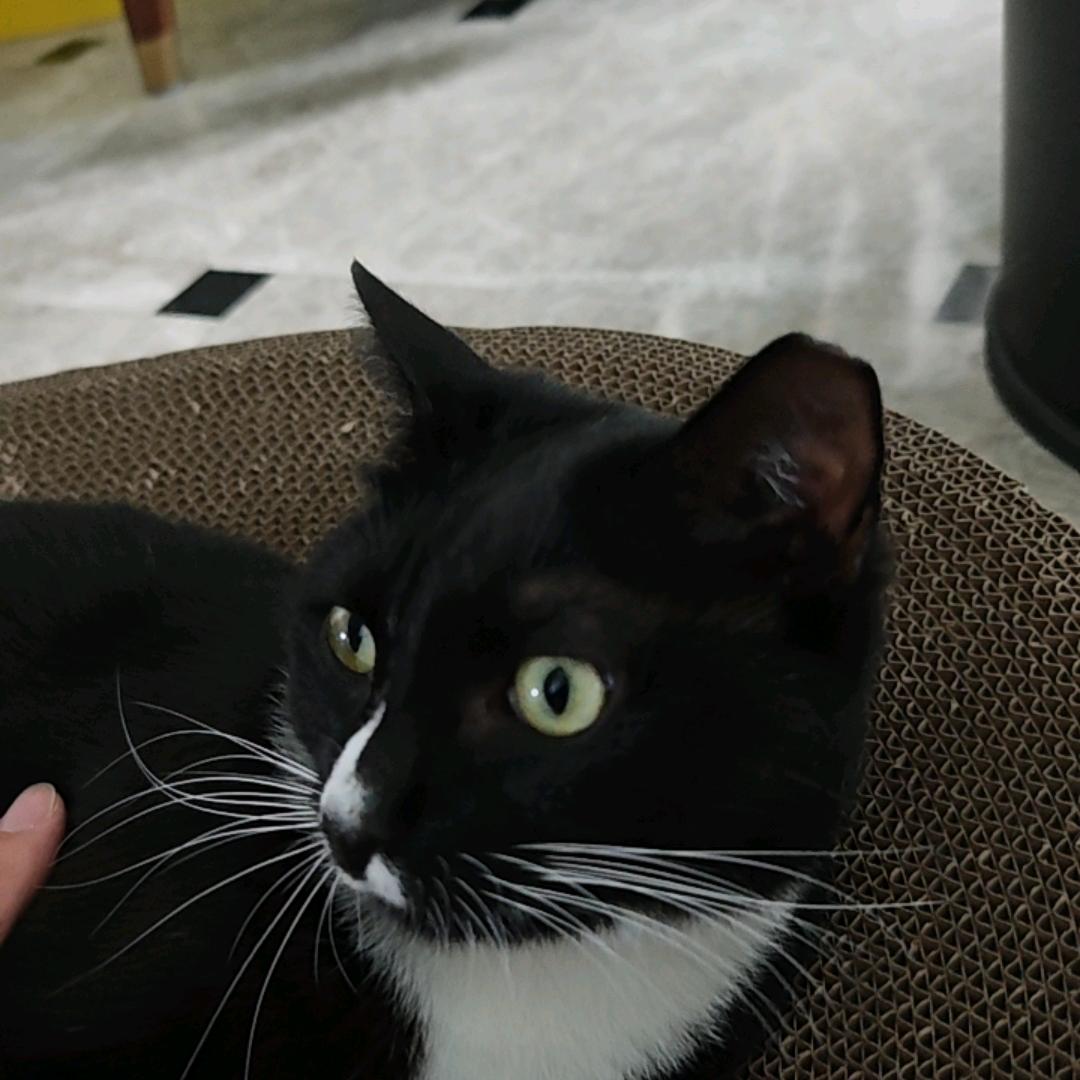 开会，猫咪们！