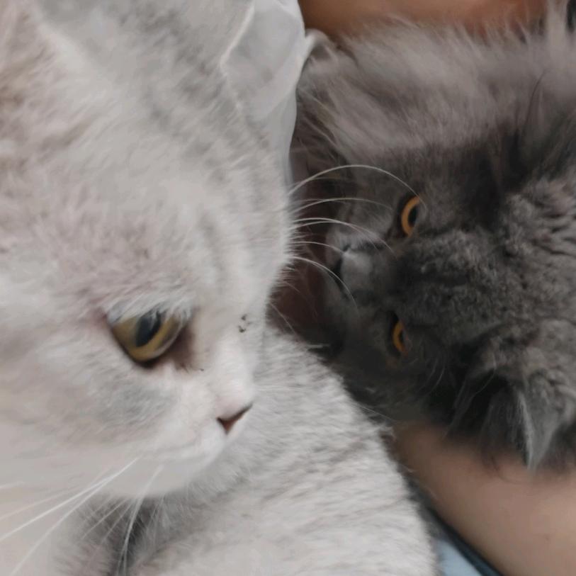 爱吃芝麻糊还是麦旋风