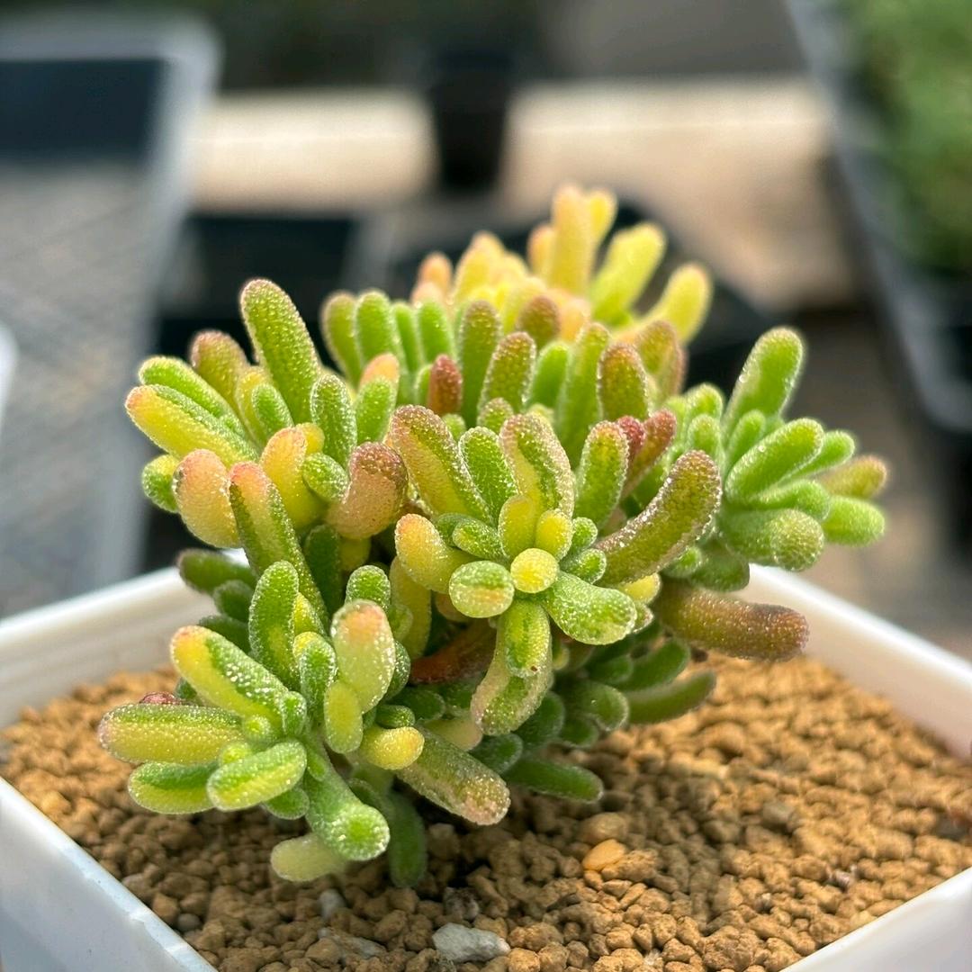 青植语多肉枝干