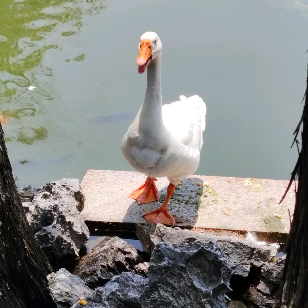 居居子