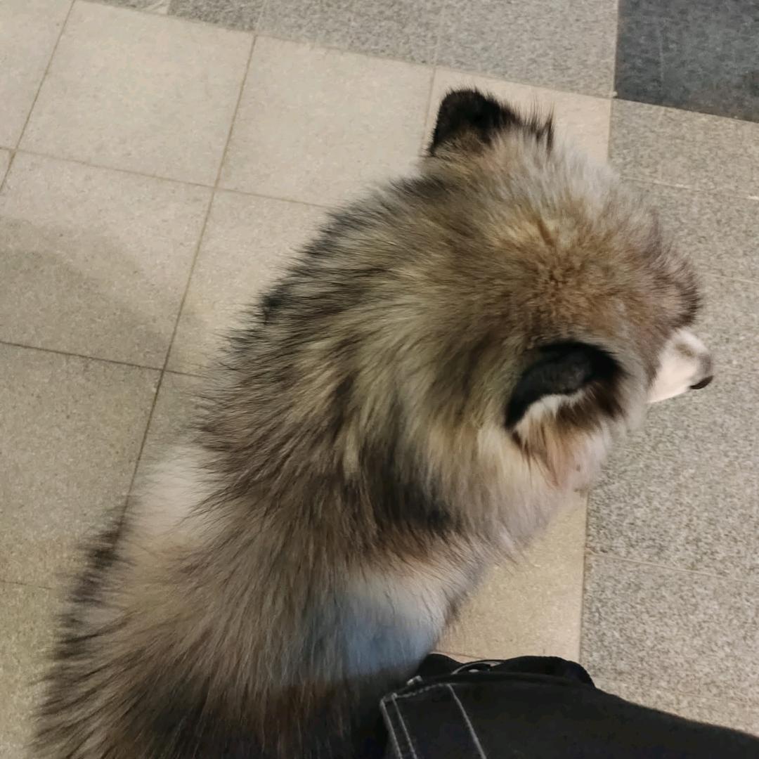 敢敢