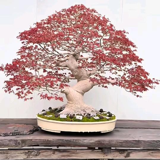 放弃繁华陪你浪迹天涯