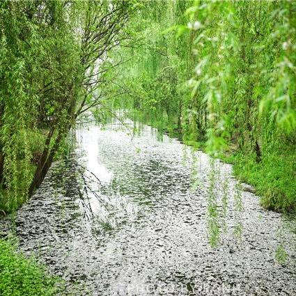 陌上柳絮🌾🌾倾城雪❄️❄️