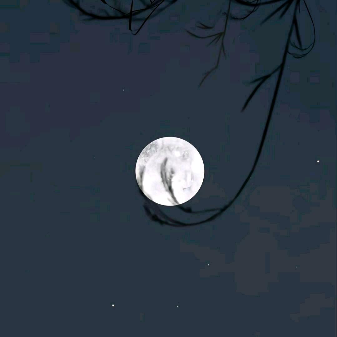 昭月离