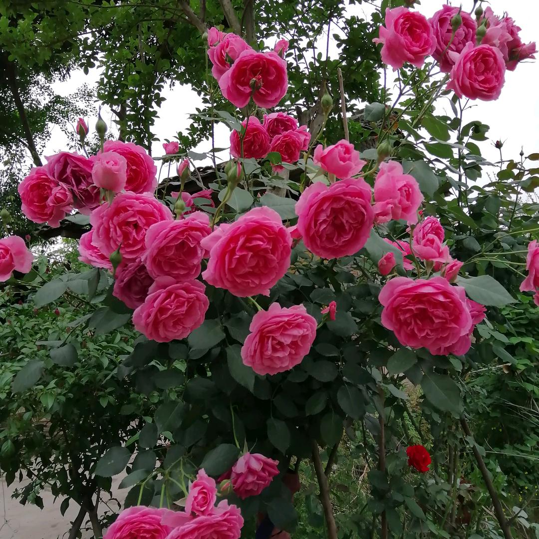 李春梅