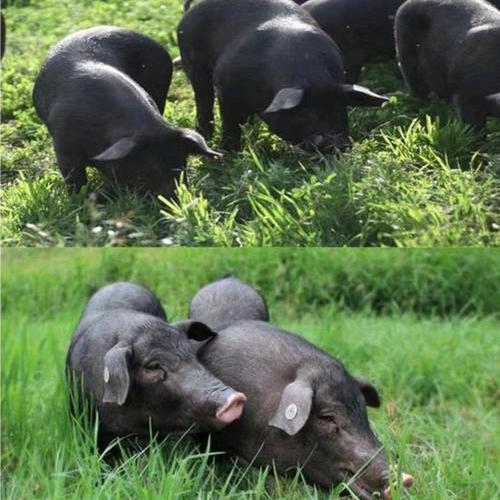 苏北林间黑猪土猪肉