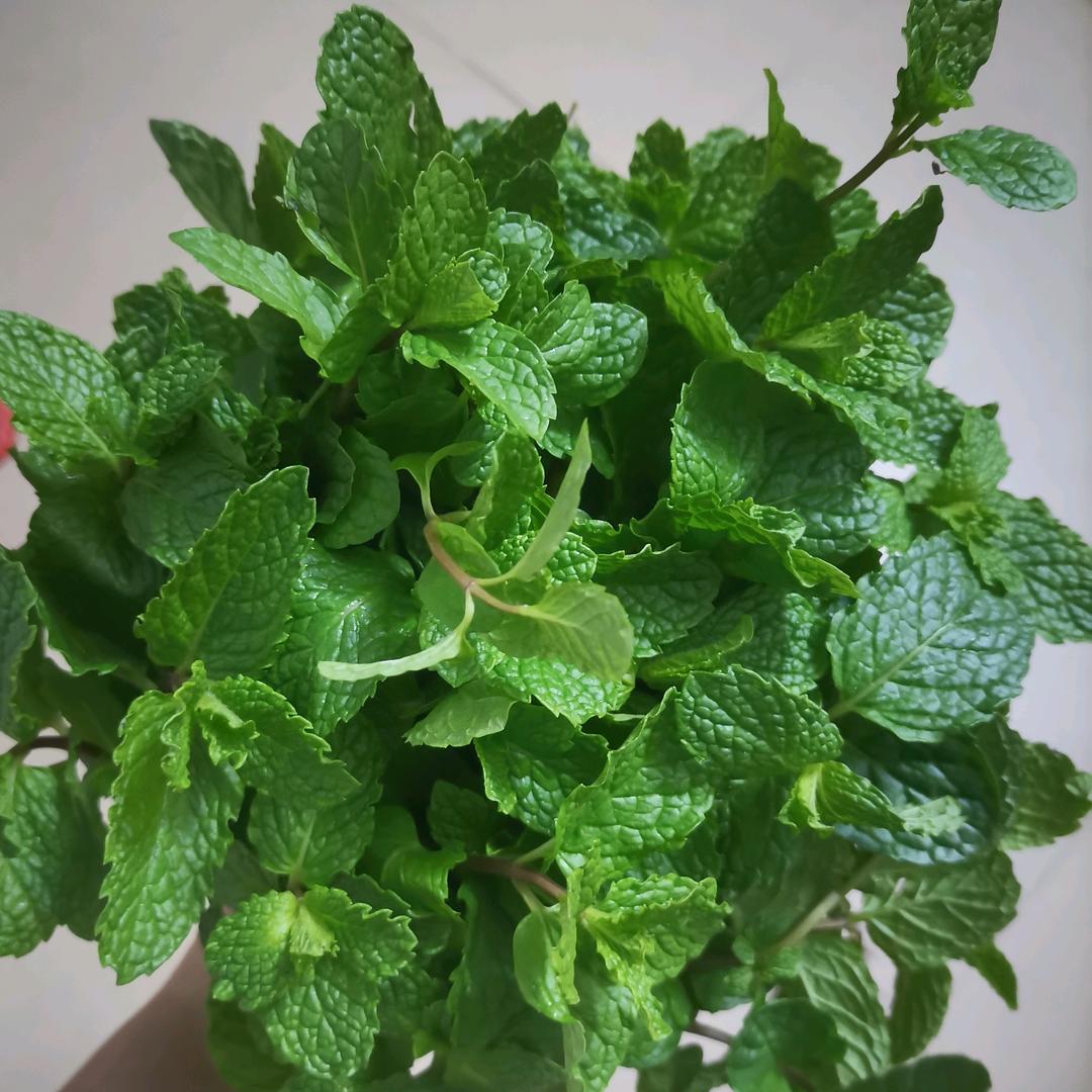 ₍˄·͈༝·͈˄*₎◞ ̑̑从今以后……