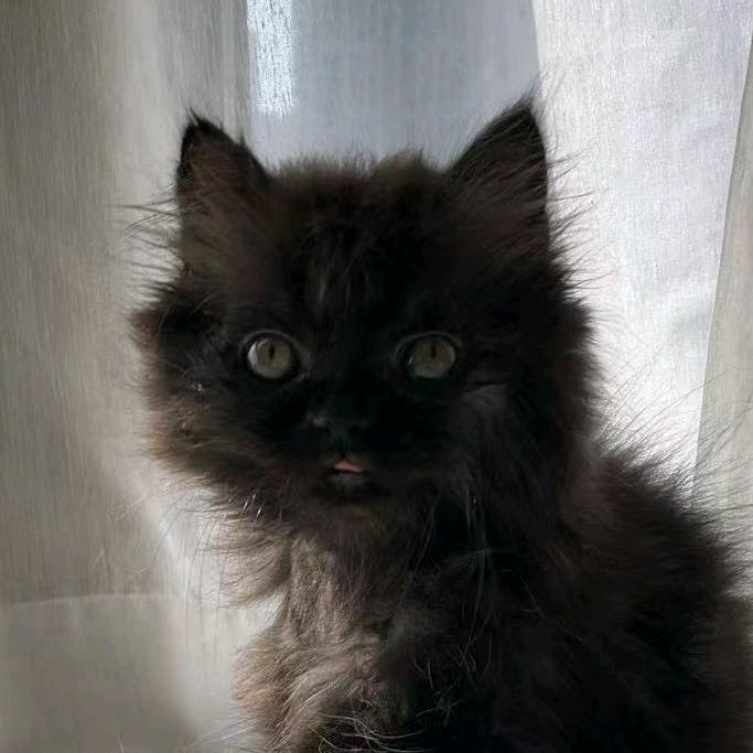 🐈‍⬛黑毛辣妹秋香