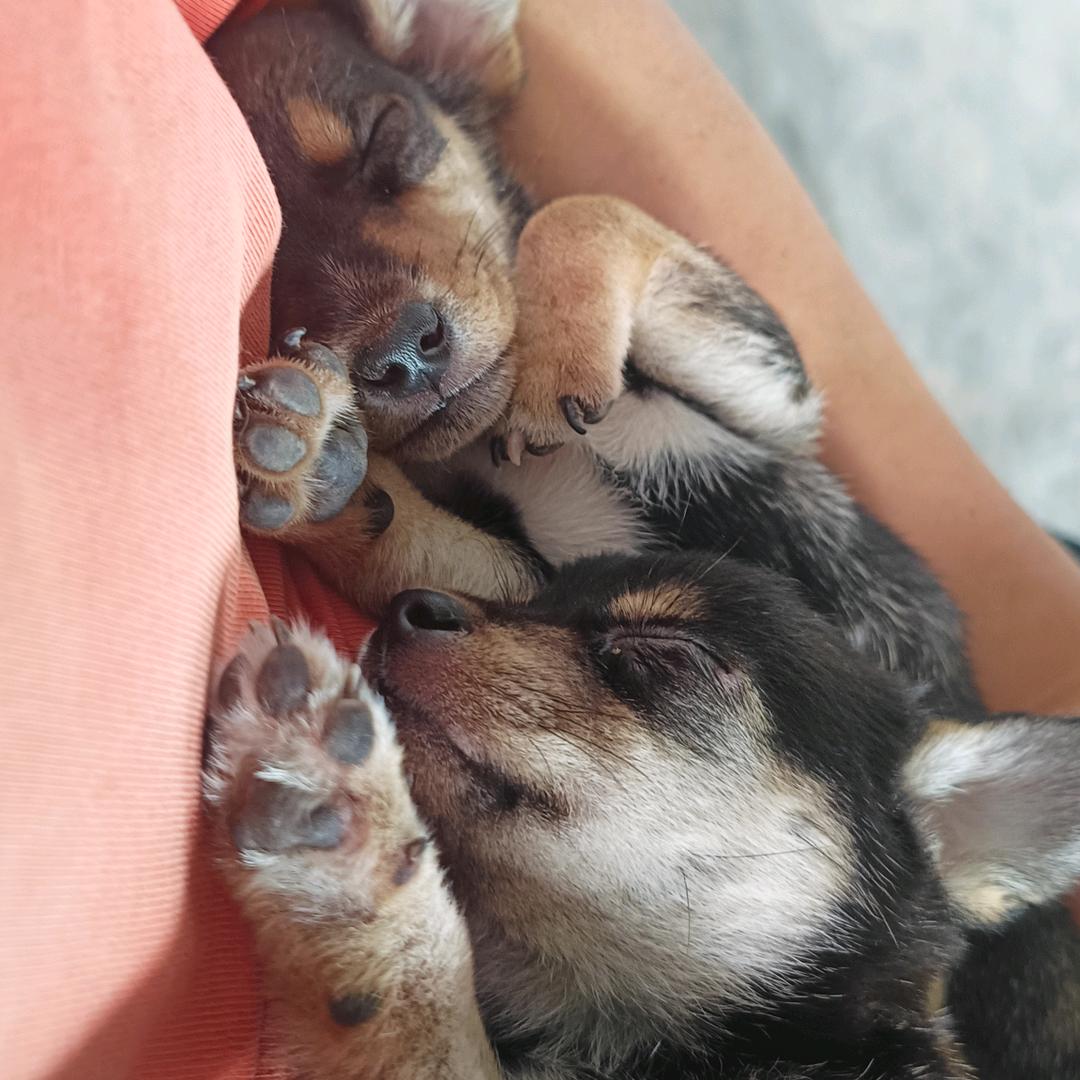 田园犬汪汪队