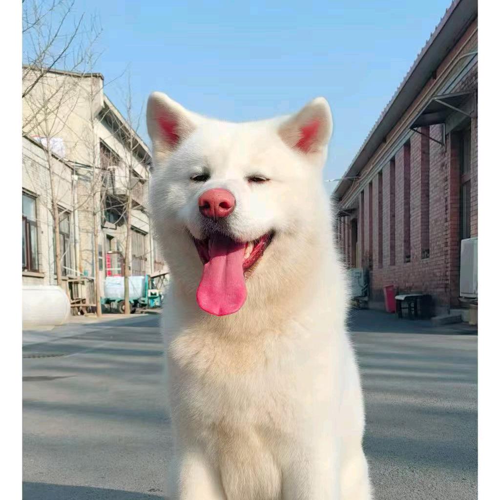 悦月(萌宠专属)