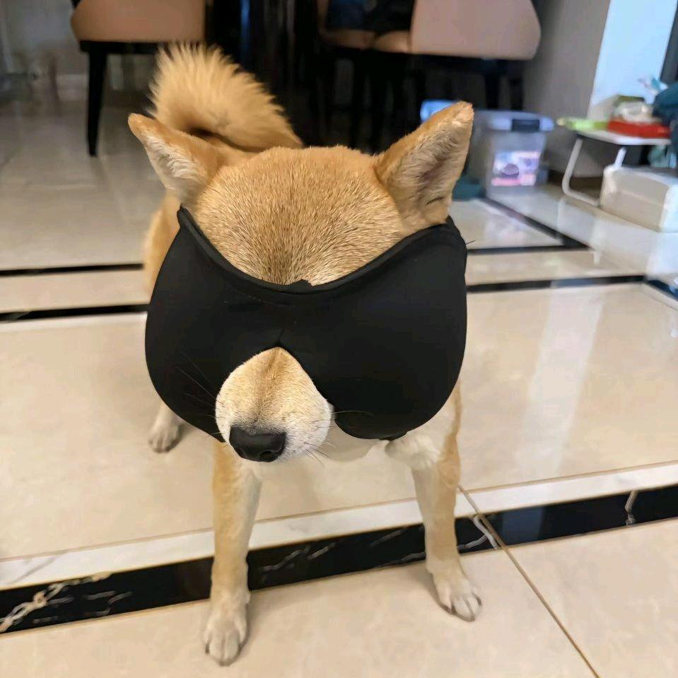 浅多🐟