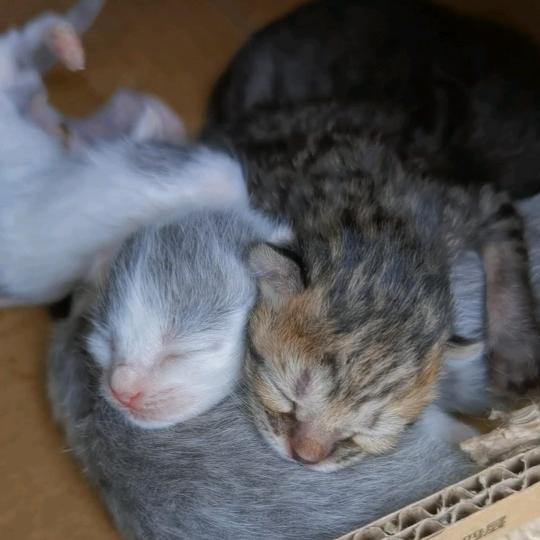 🐱猫的正经主人
