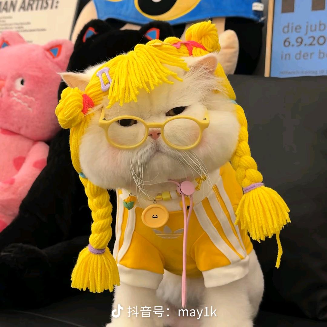 ✨小布丁✨