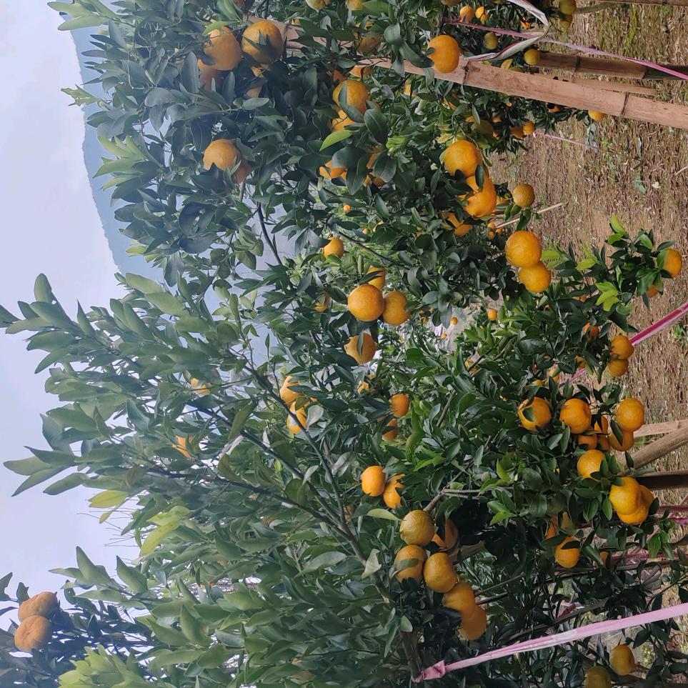 专业果树种植嫁接