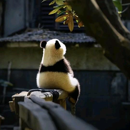 吃不胖的团子🍡