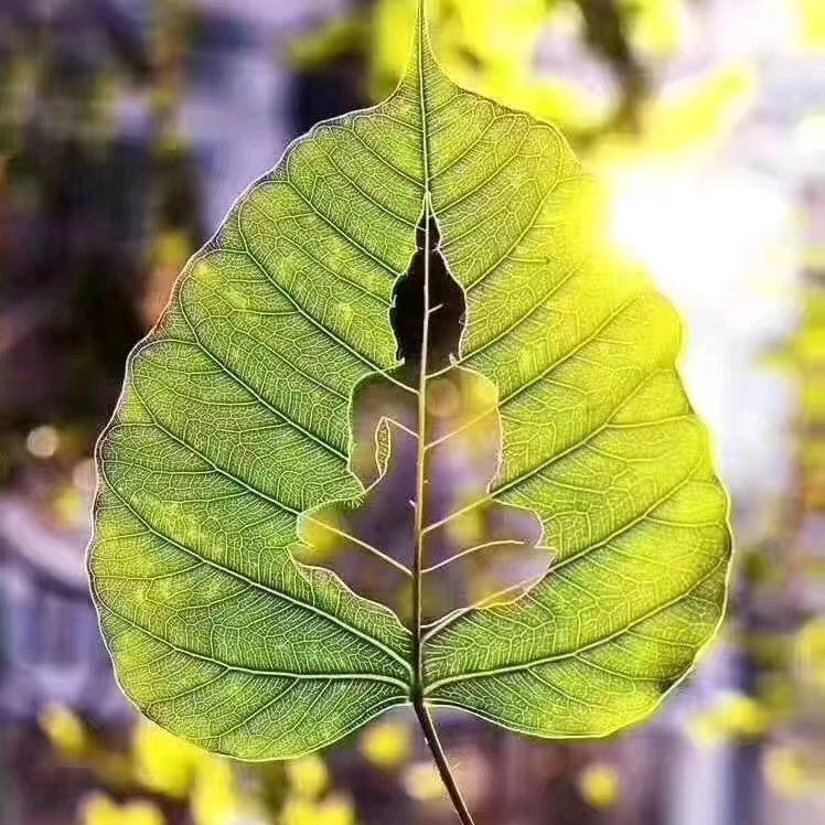 禅悟菩提