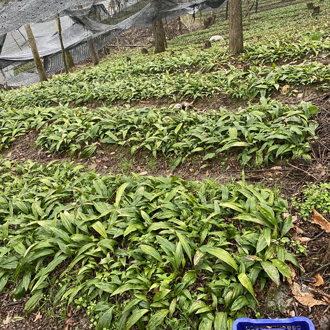 百草园主