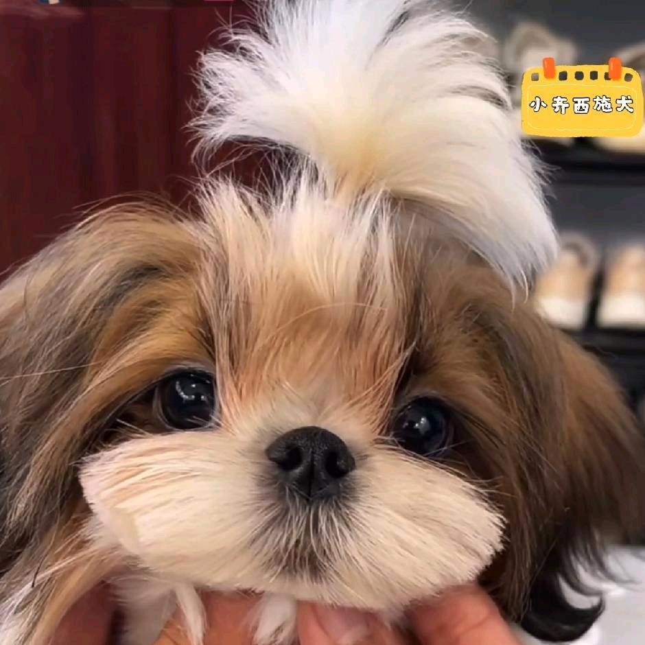 小齐家韩系西施犬