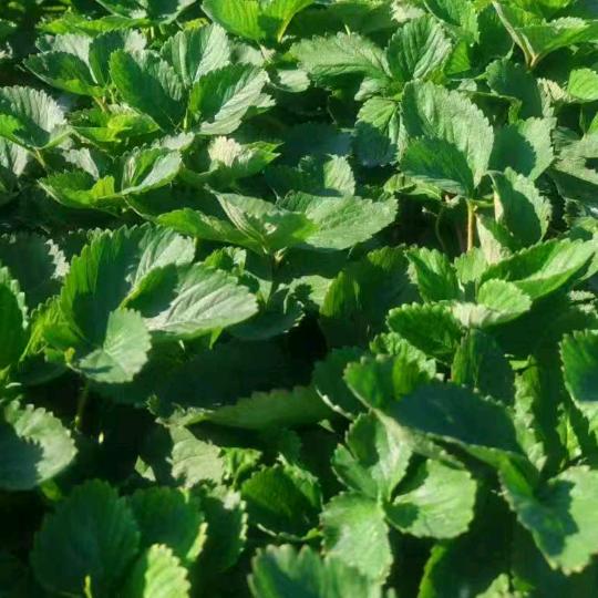 世锦雯好物分享