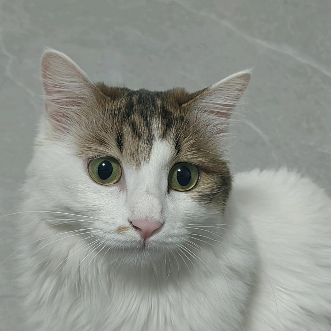 闰土刺猹猹