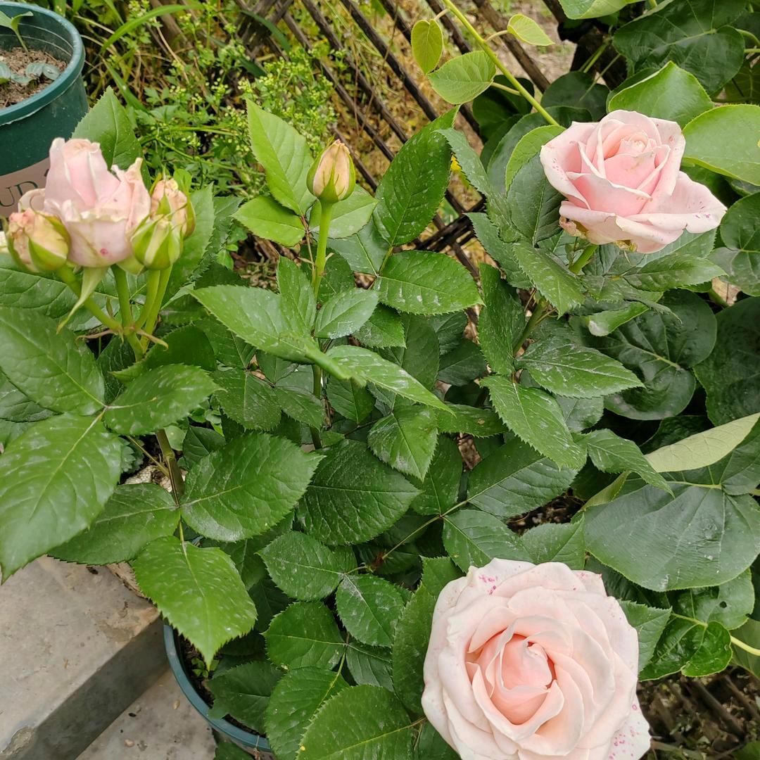 桂花姐🌹💤🌹