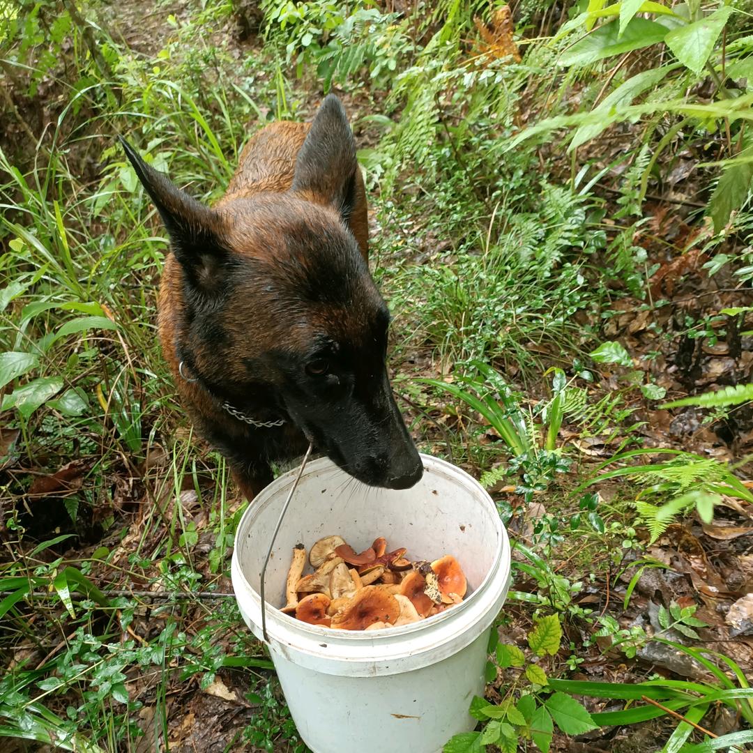 浪漫天使