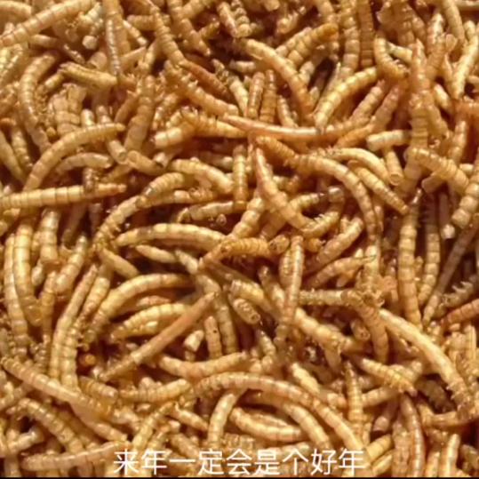 勤添黄粉虫养殖