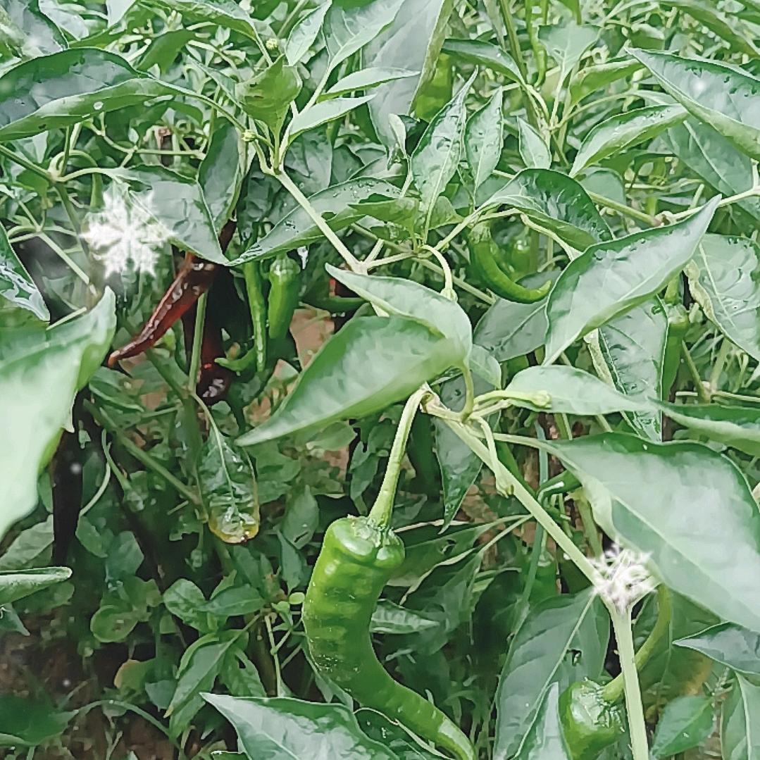 美丽乡村明溪口