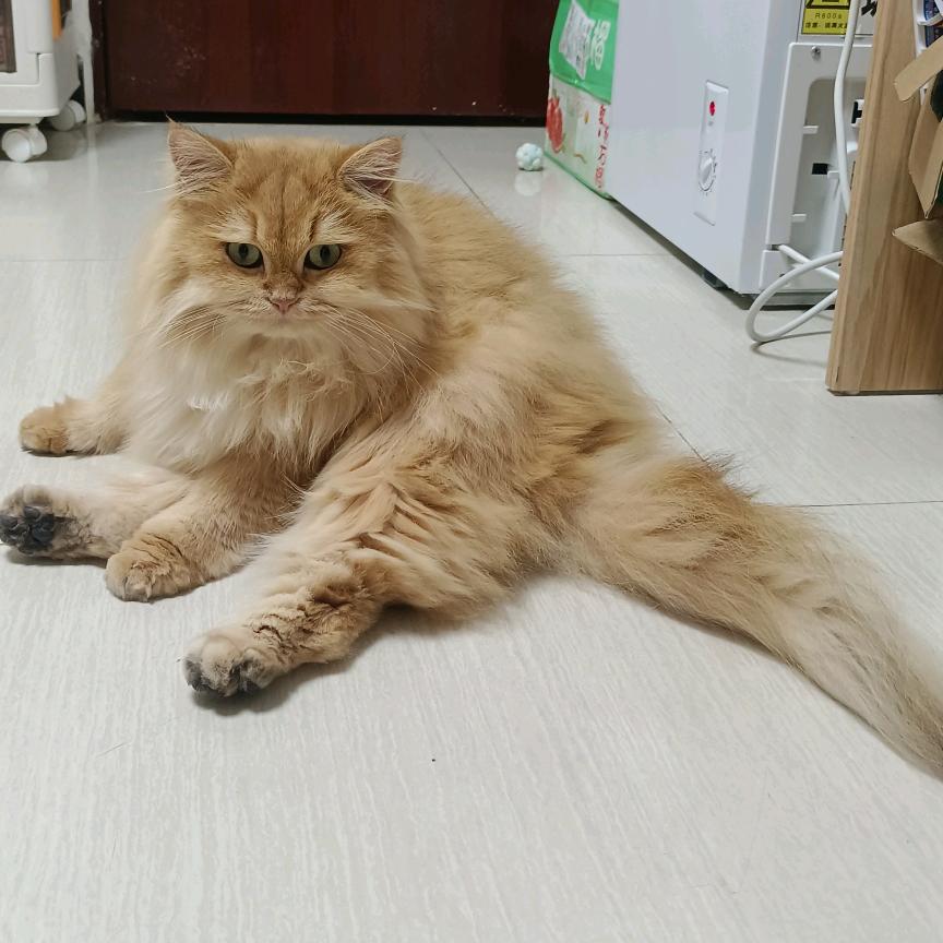 猪蹄汤
