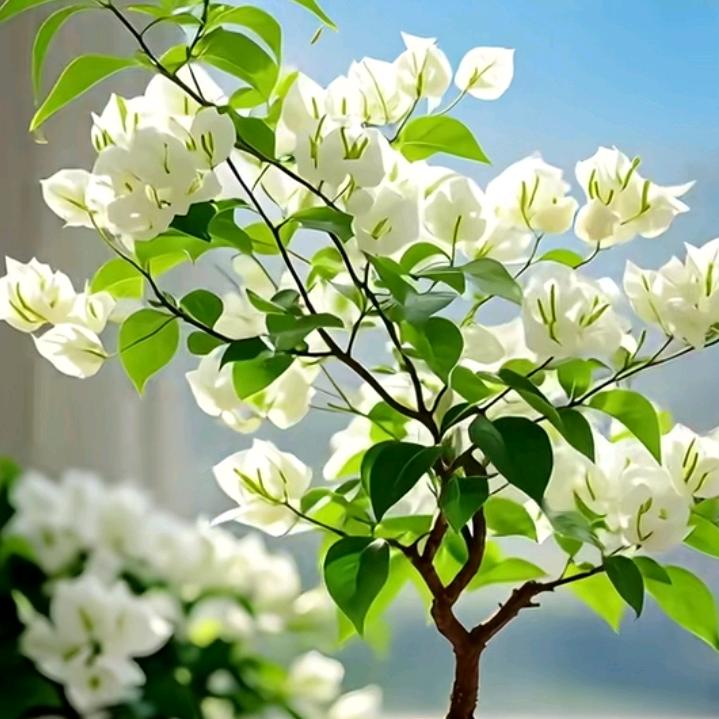 圣洁