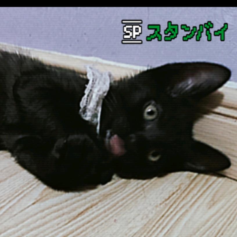 焦糖是只小黑猫🐈