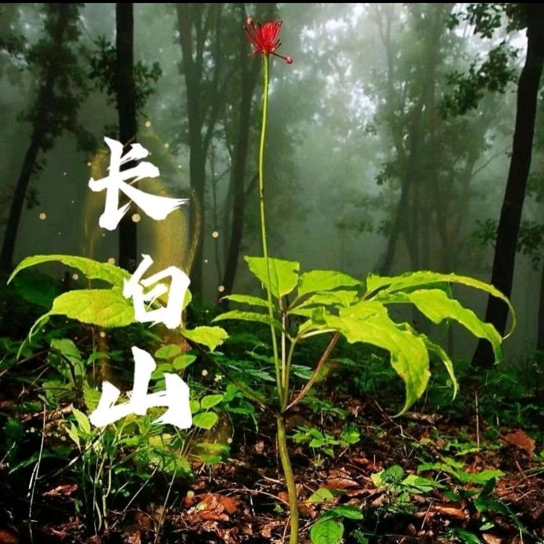 天道酬勤头像