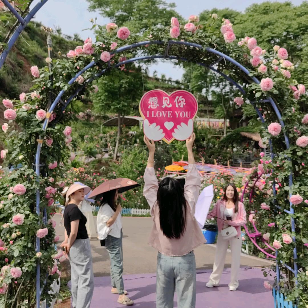 燕子🌹🌹🌹