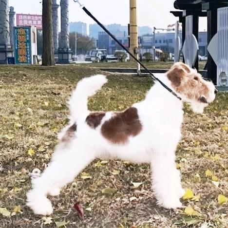 飞哥刚毛猎狐梗繁殖