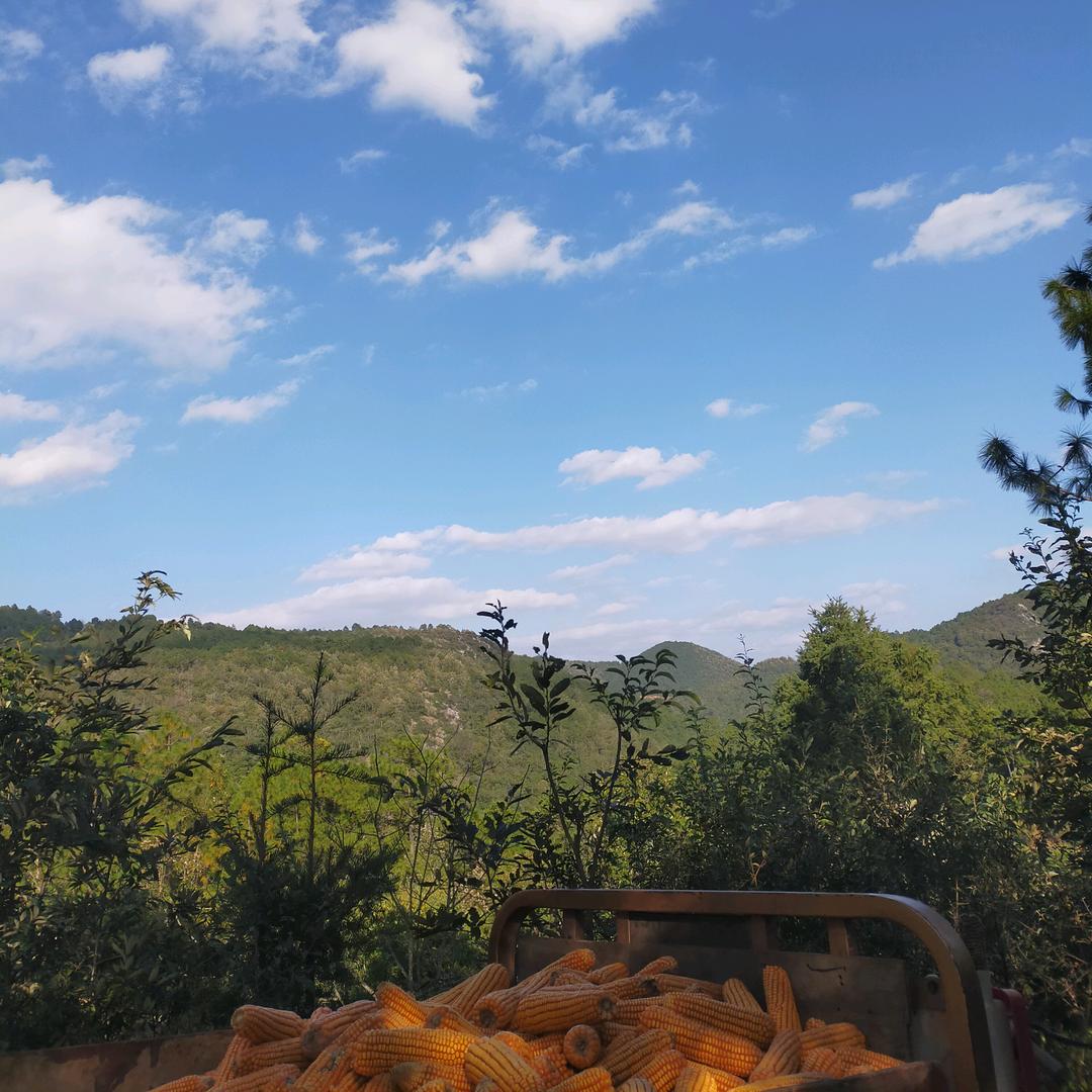 羊哥🍁🐑🍂🍂