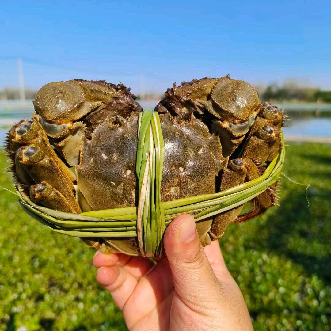阿芳，(大闸蟹养殖)