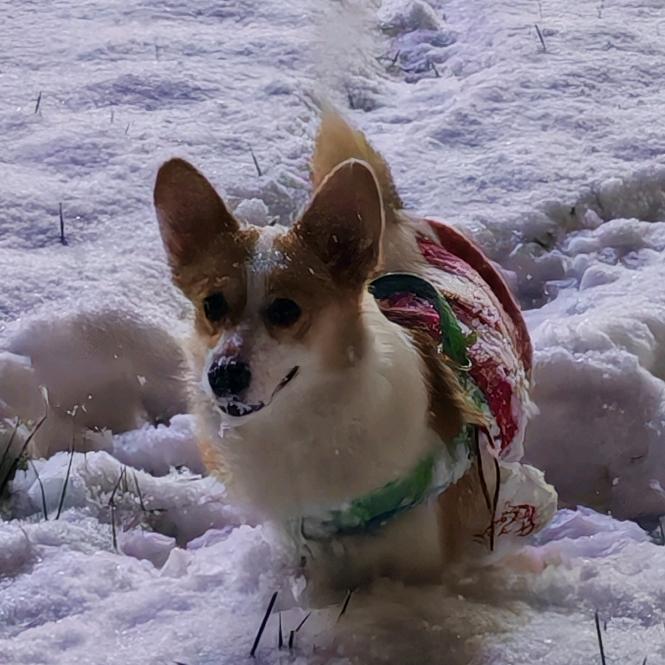 大树🐶本树