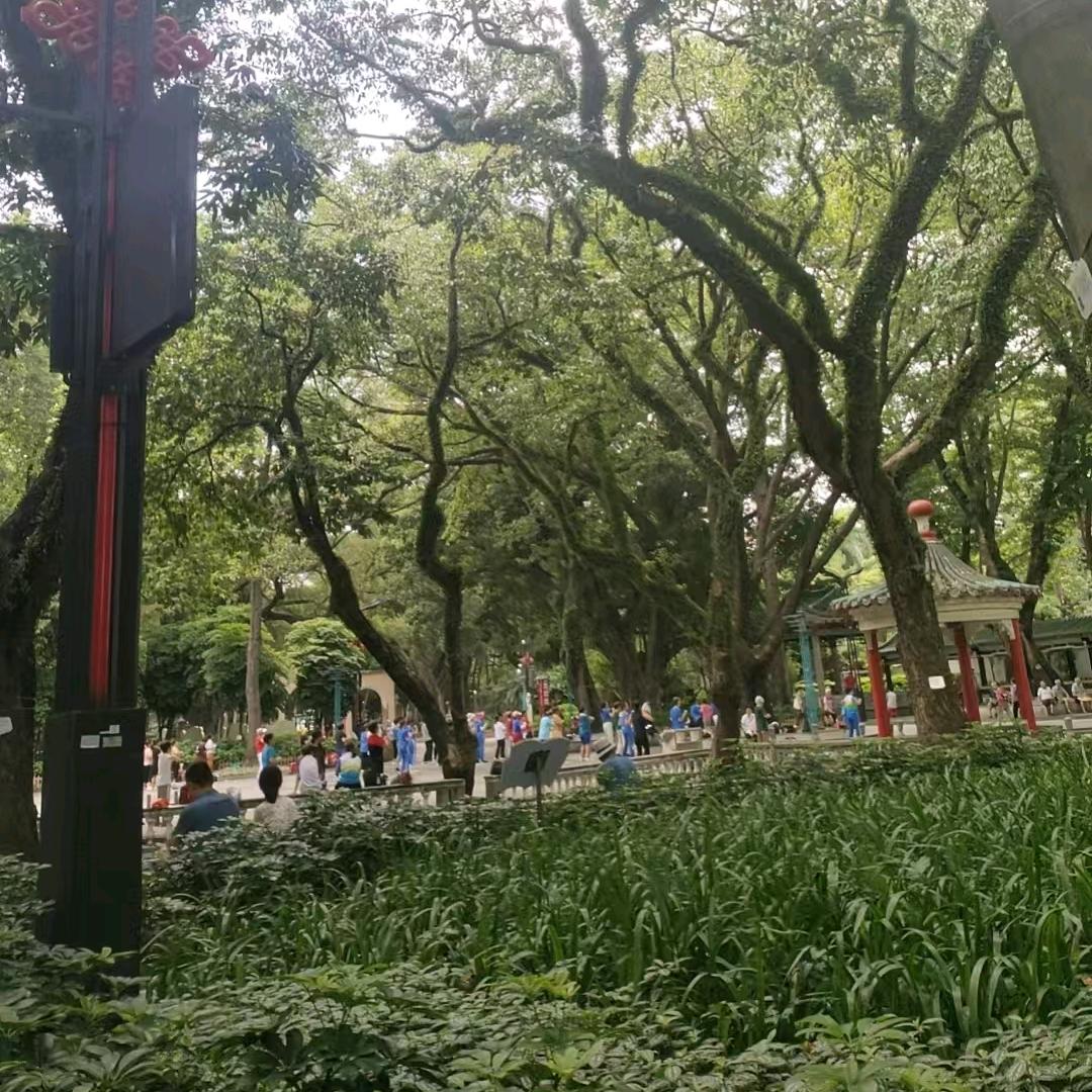 紫色风铃。