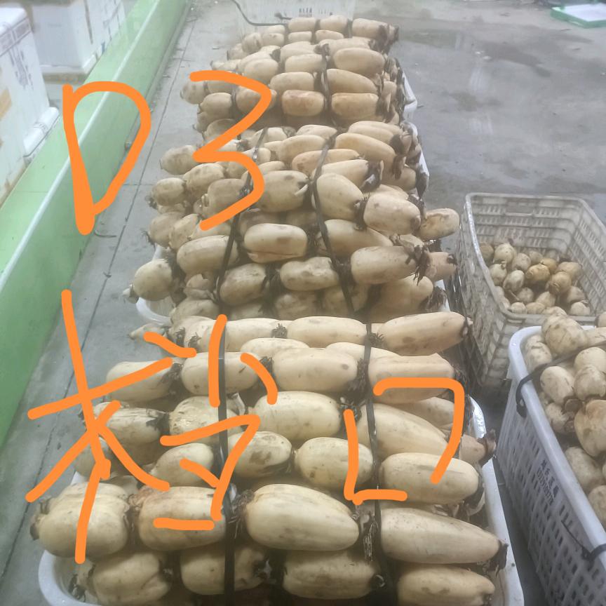小何，莲藕批发