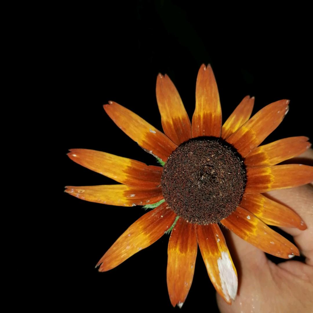 Ã