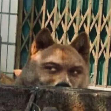 马踏东京赏樱花