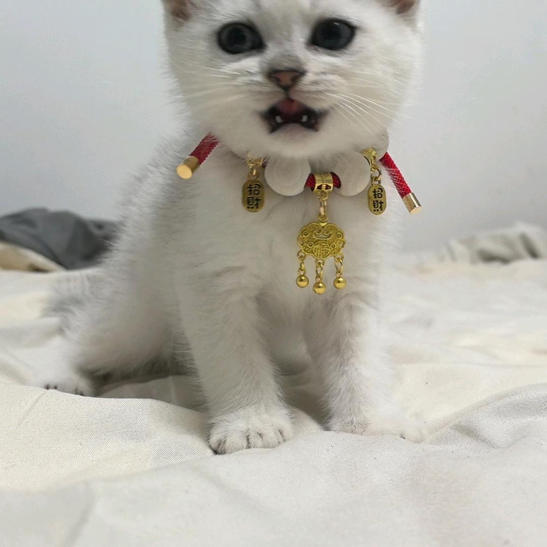 小付小付