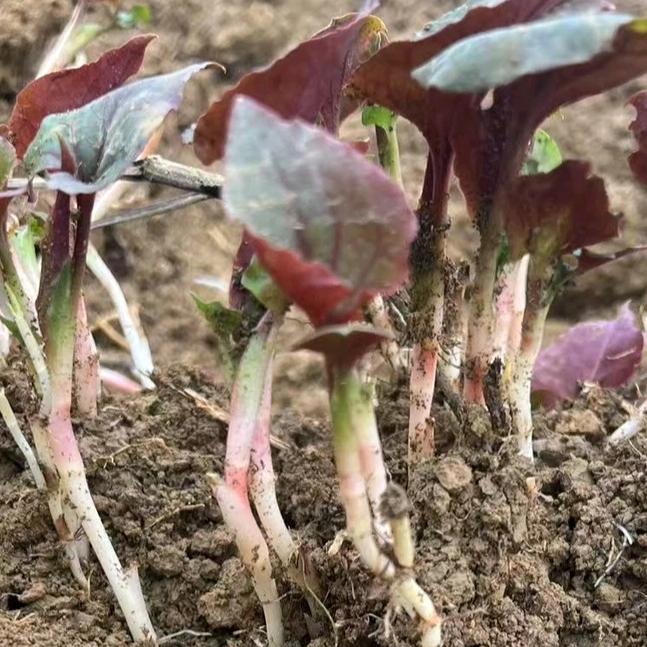 大山村三肥子（折耳根）