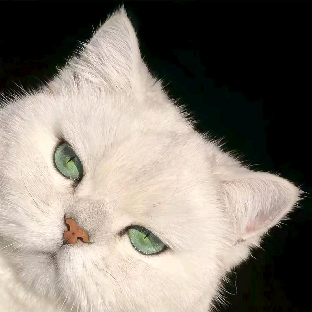 悸